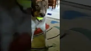 Пес на пике счастья...