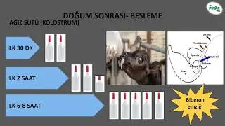 Ağız Sütü Kolostrum ve Önemi