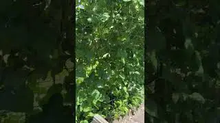 Homestead Tour - Huge Garden Beds DIY Terrace Growing System , Greenhouse , Honeybees