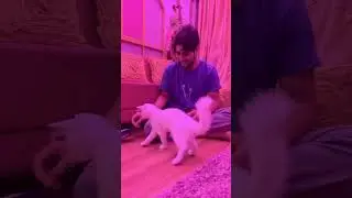 @AadilGurezi new gift for ROCKSTAR 🐱How is this one?￼😉 #catlover #catvideos #catstatus