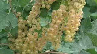 СНЕЖАННА белая смородина