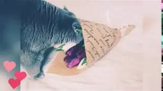 Умка, тюльпаны, весна💐