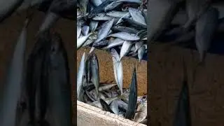 amazing fish 😳#shorts #viralshorts #fish #fishing #fishingvideo #fishcutting #tiktok