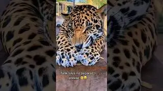 Sassy Tank