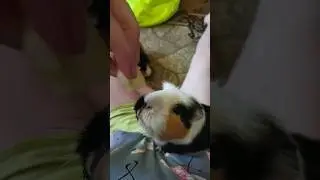 #морскаясвинка