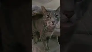 Mogwai seeks attention during 40k model assembly