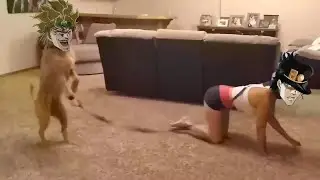Kono DIO Dog
