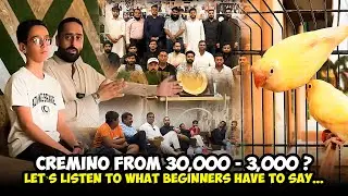 Cremino From 30,000 - 3,000? Let’s Listen To What Beginners Have To Say...