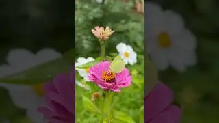 Циннии🌸🌿 