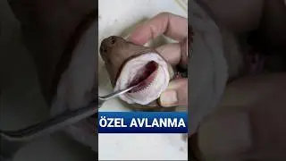 Denizin Testere Dişi: Kurabiye Kesici Köpek Balığının Keskin Dişleri