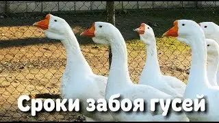 Optimal timing for slaughtering geese.