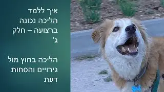 אילוף כלבים חיובי : הליכה נכונה עם רצועה חלק ג