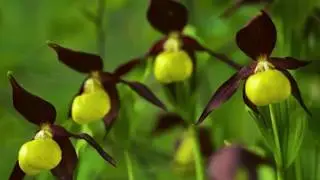 Fotografia de Naturaleza
