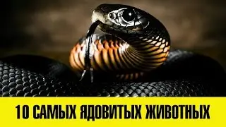 10 САМЫХ ЯДОВИТЫХ ЖИВОТНЫХ