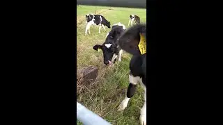 Exchanging greetings with some young cows #shorts