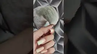 Оливковый квакер/монах #доставка ##birds #parrot #funnypictures #funnyimages #большойпопугай #shorts