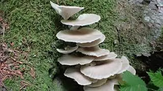 Ostronmussling