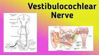 Vestibulocochlear Nerve || Cranial Nerve 8, Auditory Pathway, Nystagmus