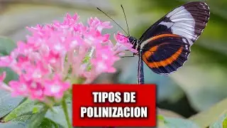Tipos de polinización