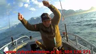 Uloya Czerwiec 2024r  Halibut 48 kg