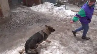 Зайка препятствия