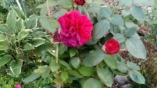 🌹Мой любимый сад.🌹27 августа.🌹