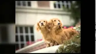The 2016 DFW Dachshund Calendar sneak peek