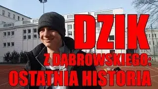 DZIK Z DĄBROWSKIEGO: OSTATNIA HISTORIA