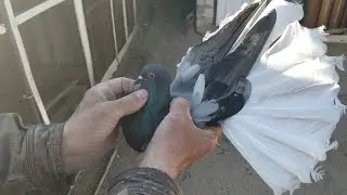 Голуби моего дедушки , гоняем зимнюю и весеннюю молодежь