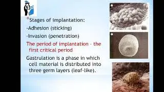 Lecture 4. Onthogenesis