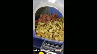Berapa jumlah anak hamster sekali melahirkan??