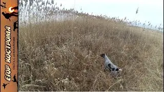 ОХОТА НА ФАЗАНА. ДЕСЯТЬ МГНОВЕНИЙ СЕЗОНА.