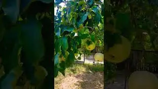 яблоки #жизньвдеревне #nature