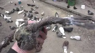 ПОЛЕЗНЫЙ ЧАЙ ДЛЯ ГОЛУБЕЙ.