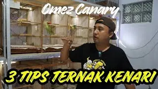 3 Syarat Penting Yang Dilakukan Omez Canary Dalam Ternak Kenari