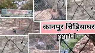 kanpur zoo vlog।।YouTube पे घर बैठे देखिए कानपुर का चिड़ियाघर 🦚🦩🦢🦆🦤🐒🐅🦒।। कानपुर चिड़ियाघर part-1