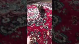 #Кролики