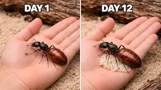 I Tried Raising The World's Largest Queen Ant Into a Empire!
