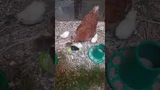 Курочка с цыплятами 🐥🐣🐥