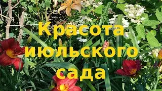 Красивые растения в моем саду