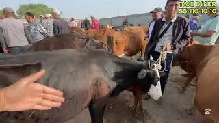 21-МАЙ/2025/КАРАОЗЕК МАЛ БАЗАРЫ/МАЛ БАЗАР 2025/ДЕМ БЕРМЕС МАЛ БАЗАР