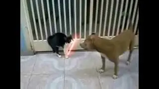 новое! кто дарт вейдера new! cat darth vader