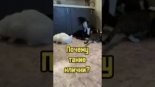 Почему такие клички? 🐾 
