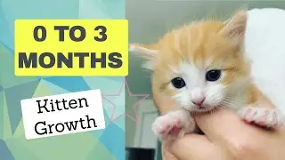 Kittens' 0 to 3 Month Growth Video with Learned Abilities Ragdoll Mix 1080p HD [no music mostly]