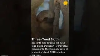 10 #slowest #animals in the #world