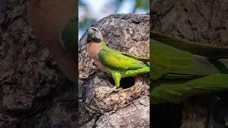 Top 10 Amazing Facts About Parrots for Kids! Educational Video #parrotfacts #colorfulparrots