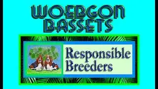Woebgon Bassets - Responsible Breeders Explained
