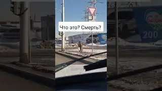 Смерть переходит дорогу