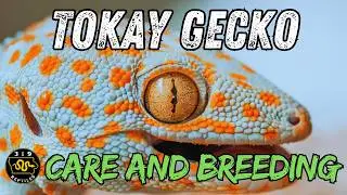 Complete Tokay Gecko Care & Breeding Guide