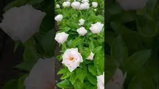 Сорт Blushing Princess появился в 1991 году в США. Пион выведен группой селекционеров Saunders.